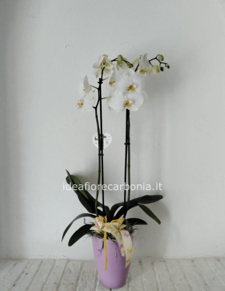 Pianta di phaleonopsis bianca