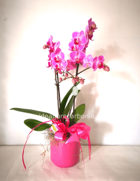 Pianta di Phaleonopsis, diversi colori a richiesta.