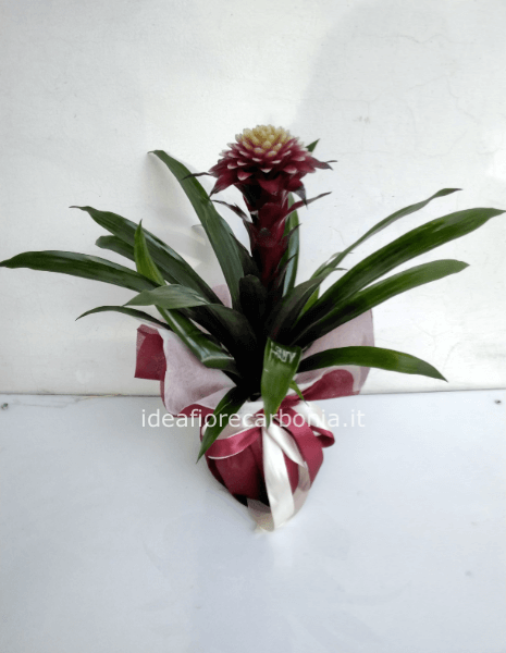 Guzmania