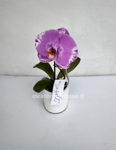 Orchidea SINGOLO